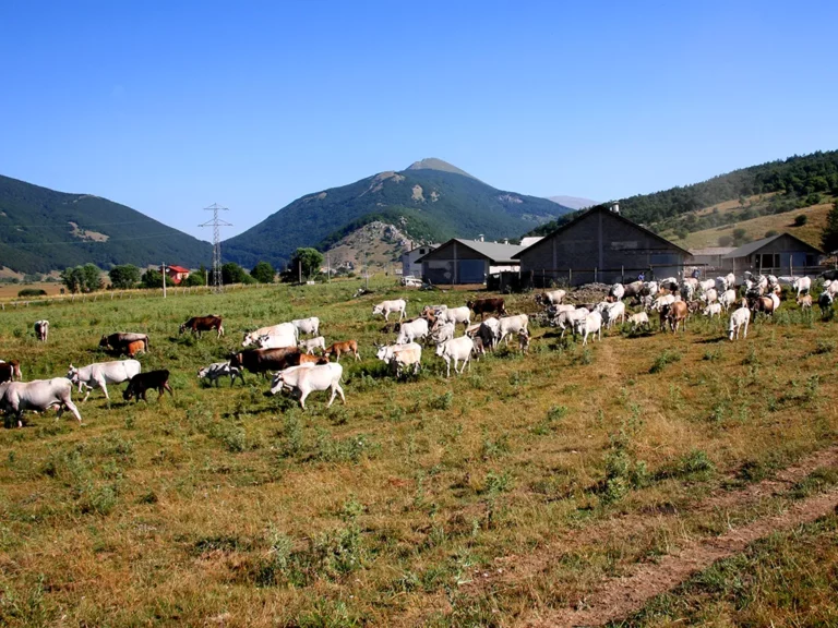 Latte Fresco - Cooperativa Agricola Molara