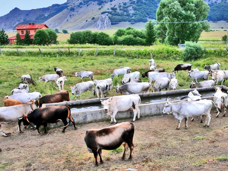 Latte Fresco - Cooperativa Agricola Molara