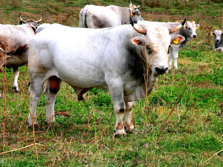 Latte Fresco - Cooperativa Agricola Molara