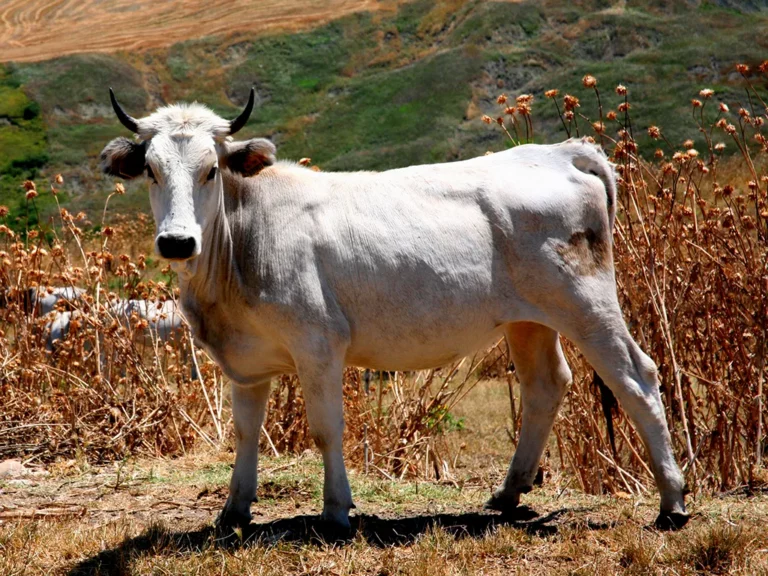 Latte Fresco - Cooperativa Agricola Molara