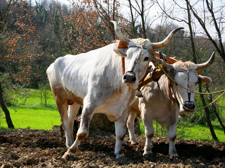 Latte Fresco - Cooperativa Agricola Molara