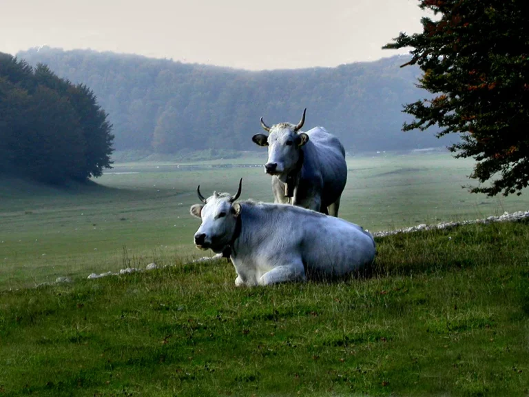 Latte Fresco - Cooperativa Agricola Molara