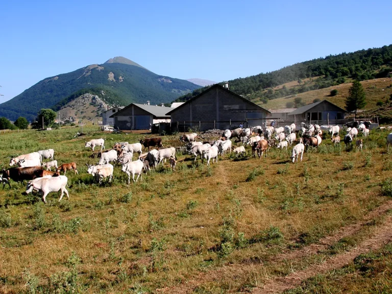 Storia - Cooperativa Agricola Molara